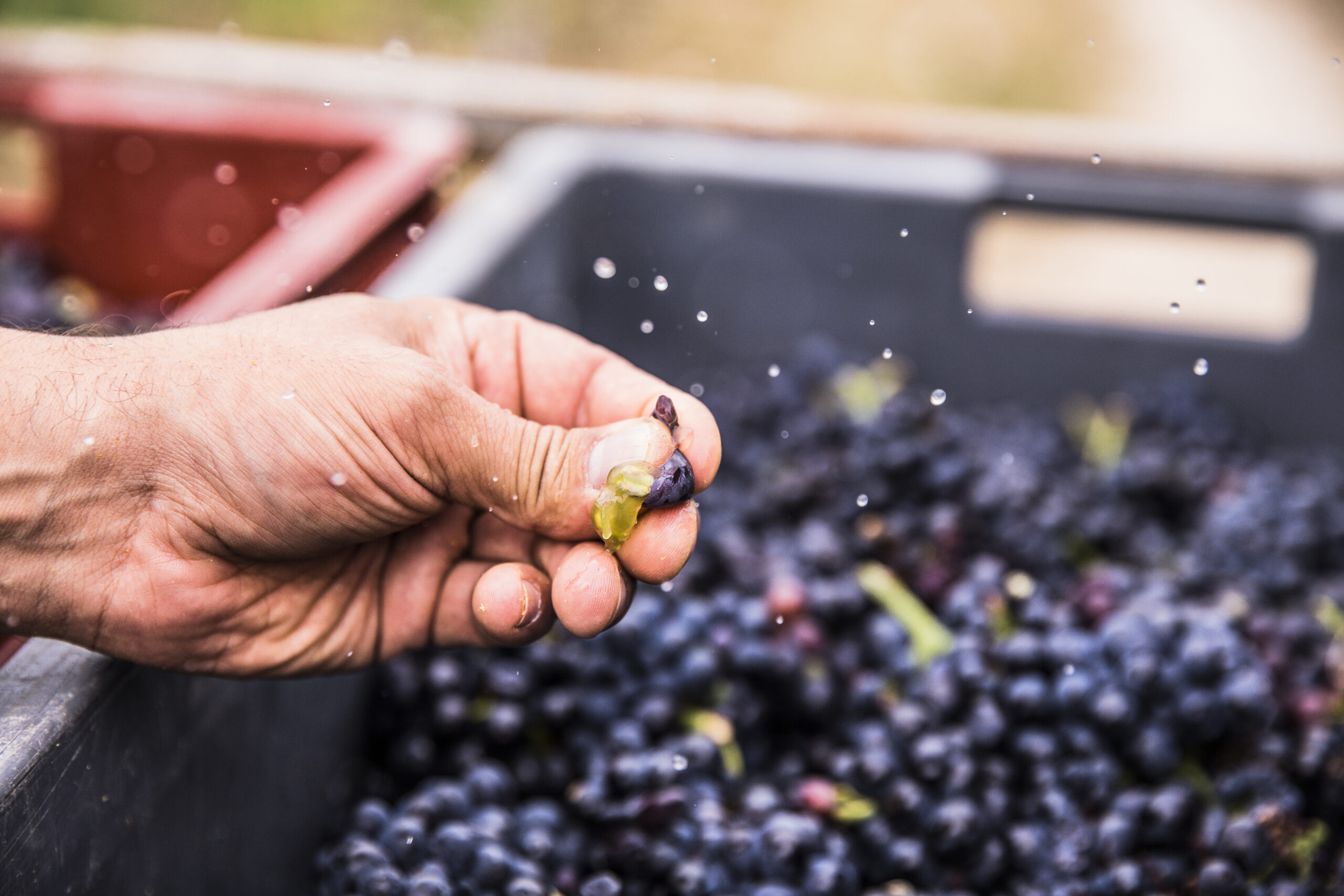 4. Primer prensado de la cuvée